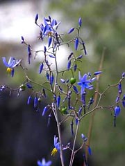 Blue Wild Flower