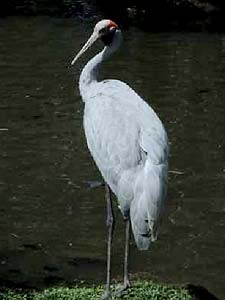 Brolga