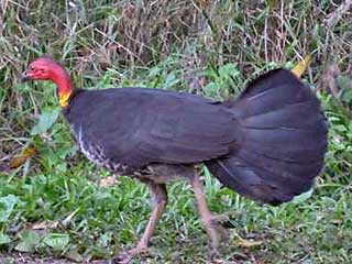 Bush Turkey Bush Turkey