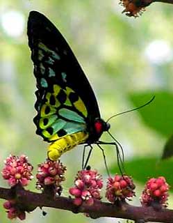 Cairns Birdwing Butterfly