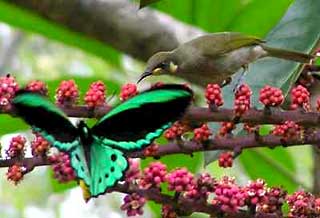 Cairns Birdwing Butterfly and Honey Eater