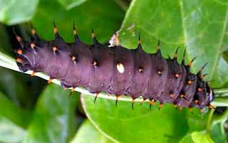 Cairns Birdwing Caterpillar