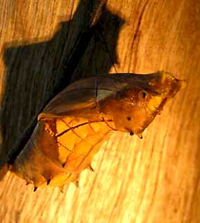 Cairns Birdwing Pupae