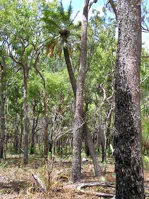 A big old Cycad