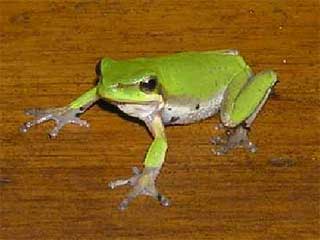 Small Green Frog