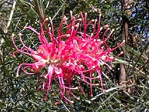 Grevillia Flower