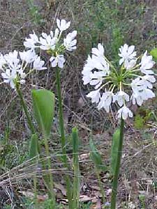 Ground Lily