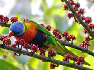 Lorikeets love Umbrella Tree Seeds