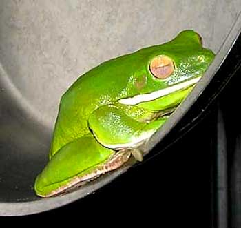 White-lipped Treefrog in our Frypan