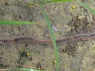 Hairy Caterpillars form Trains