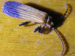 Lots of cool Insects come in the monsoon