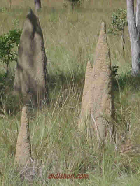 Floodplain Termite Mounds