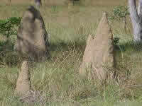 Floodplain Termite Mounds