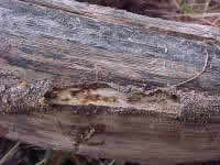 An inside look at a termite highway