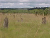 Magnetic Termite Mounds