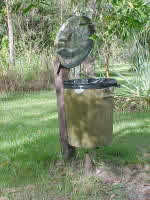 Termite nest under bin