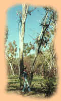 traditional gathering of termite-hollowed logs used to make didgeridoos