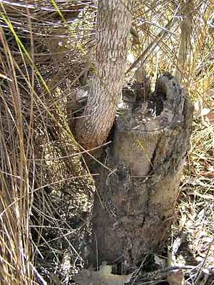 Eucalyptus trees generally regrow, even if totally cut off