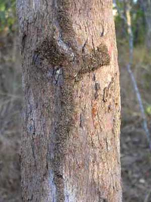 Termites cover their tracks to preserve moisture and because they are very sensitive to sun light Termites cover their tracks to preserve moisture and because they are very sensitive to sun light