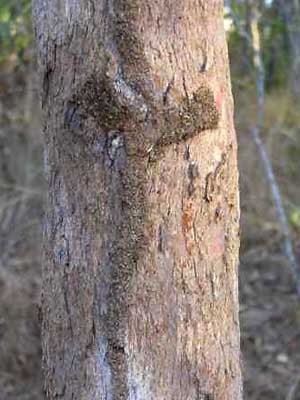 Termites cover their tracks to preserve moisture and because they are very sensitive to sun light