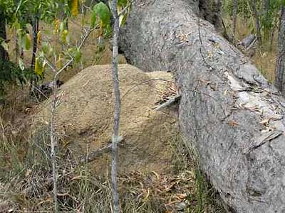 Termite Nest engulfs a dead branch Termite Nest engulfs a dead branch