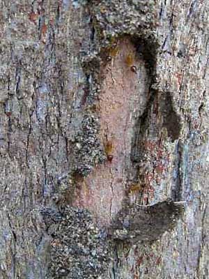 Soldier termites exposed by removing the roof of their tunnel