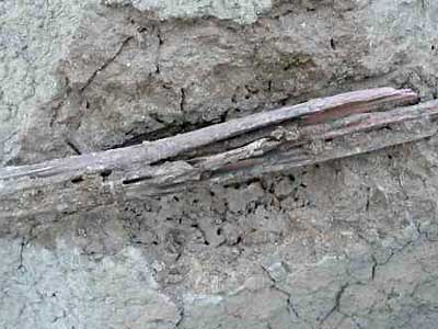 Wood left in termite nests is often eaten form the outside, making it useless for didgeridoo making Wood left in termite nests is often eaten form the outside, making it useless for didgeridoo making