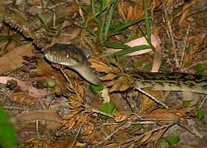 Amethystine Python