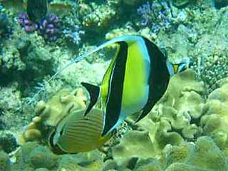 Masked Angel Fish