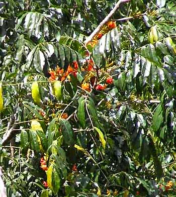 Black Bean Flowering