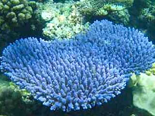 Blue Coral
