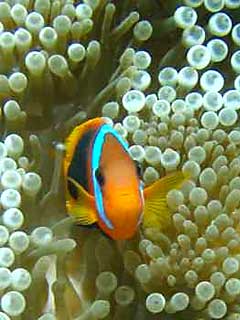 Clown Fish in Anemone