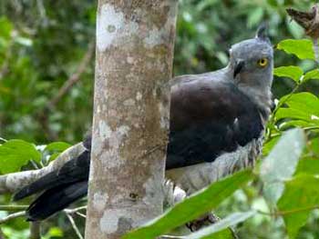 Crested Hawk