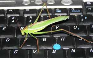 Cricket on my keyboard
