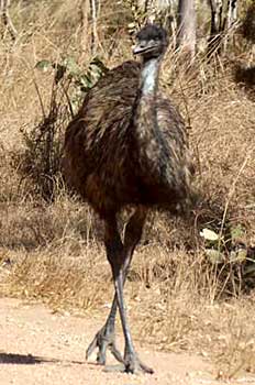 Emu Emu