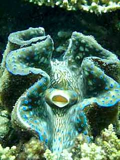 Giant Clam - Grows up to 1.5 metres