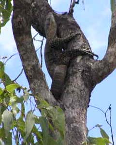 Goanna