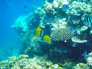 Great Barrier Reef