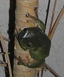 Green Treefrog