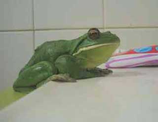 White-lipped Green Treefrog