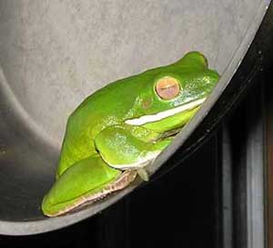 White-lipped Green Tree Frog in our frying pan