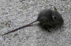 Hopping Mouse