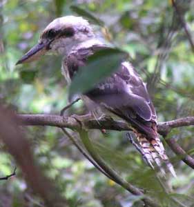 Kookaburra watching me