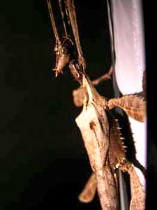 Praying Mantis