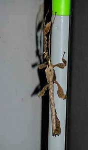 Praying Mantis