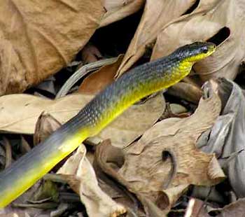 Yellow Bellied Tree Snake