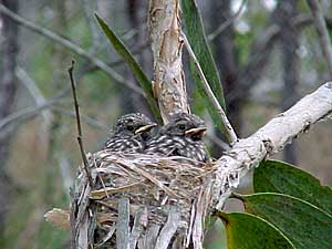 Yellow Robin chicks