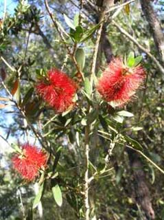 Bottlebrush