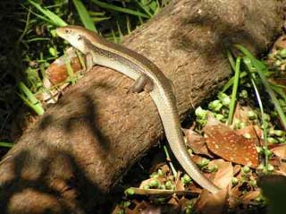 Major Skink