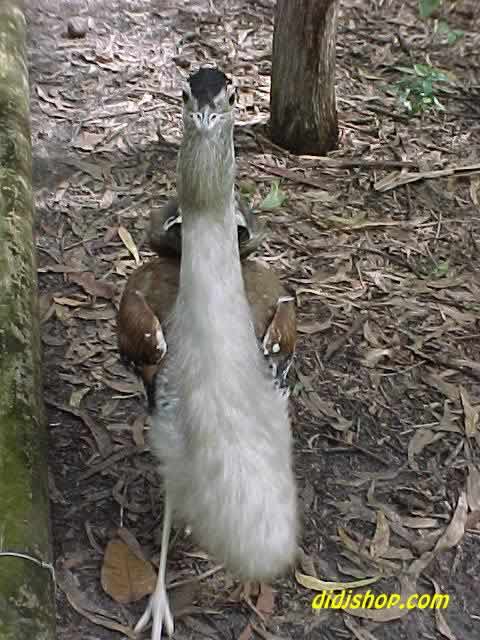 Great Australian Bustard